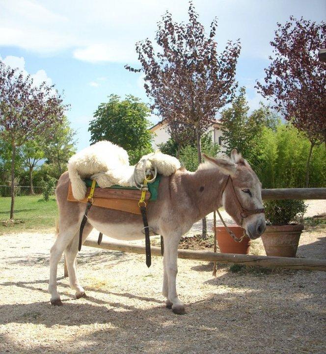 Willa Locanda Dell'Asino D'Oro Sulmona Zewnętrze zdjęcie